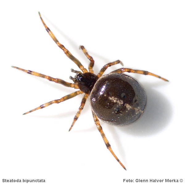 http://www.edderkopper.net/Bilder/Theridiidae/Steatoda%20bipunctata%20c%207-8-09.jpg